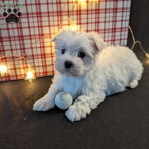 Jingle, Maltese Puppy