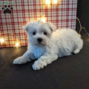 Jingle, Maltese Puppy