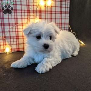 Jingle, Maltese Puppy