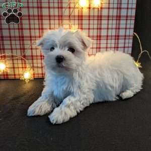 Jingle, Maltese Puppy