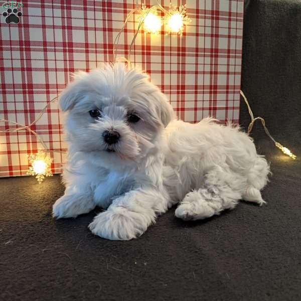 Twinkle, Maltese Puppy