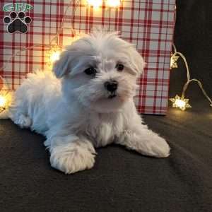 Twinkle, Maltese Puppy