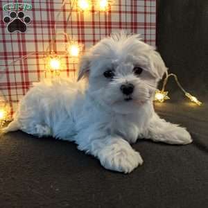 Twinkle, Maltese Puppy