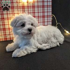 Twinkle, Maltese Puppy