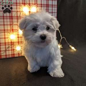 Twinkle, Maltese Puppy