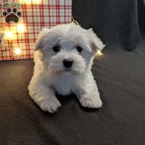 Snowflake, Maltese Puppy