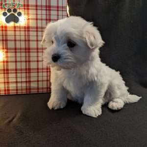 Snowflake, Maltese Puppy