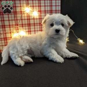 Snowflake, Maltese Puppy