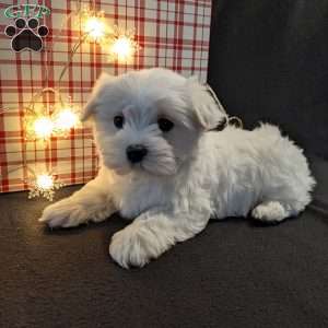 Snowflake, Maltese Puppy