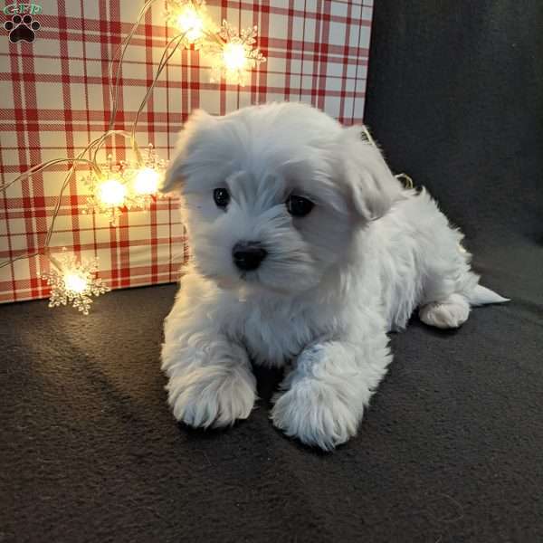 Snowflake, Maltese Puppy