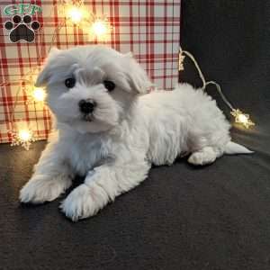 Snowflake, Maltese Puppy