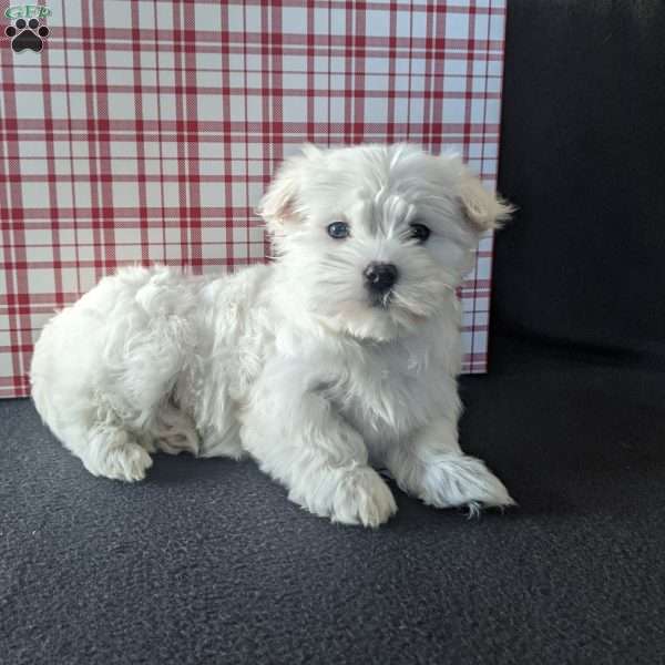 Snowflake, Maltese Puppy