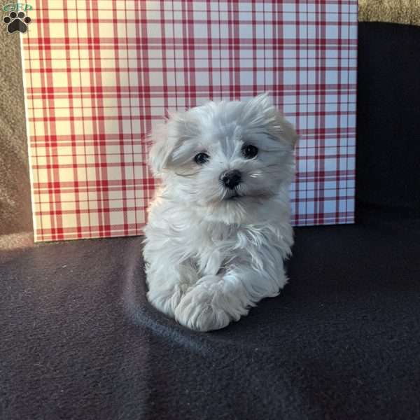 Twinkle, Maltese Puppy