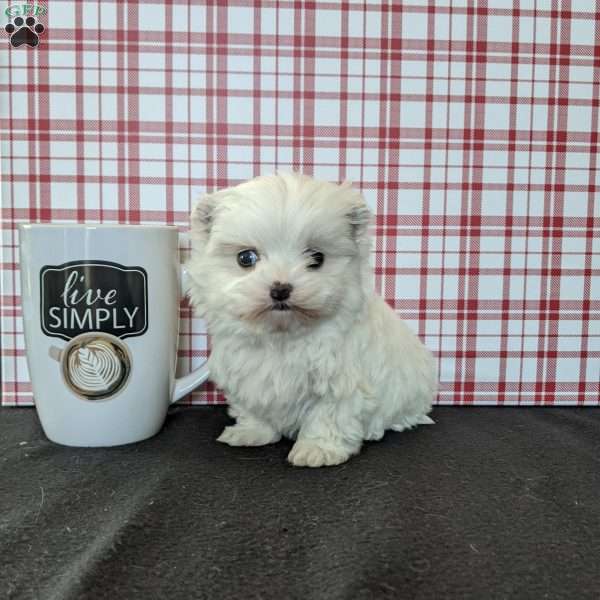 Tiny Bella, Maltese Puppy