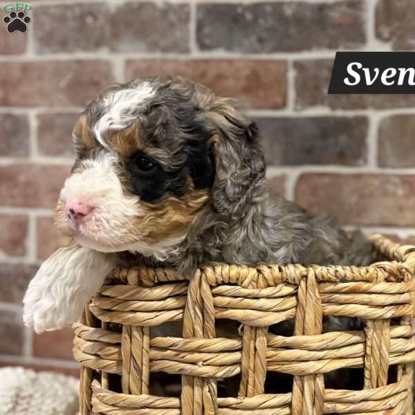 Sven, Mini Bernedoodle Puppy