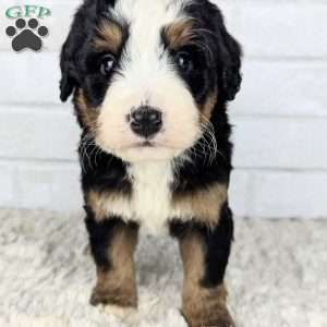 Chief, Mini Bernedoodle Puppy