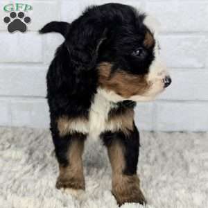 Chief, Mini Bernedoodle Puppy