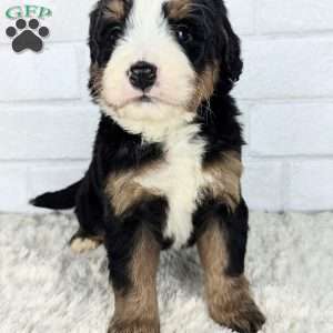 Chief, Mini Bernedoodle Puppy