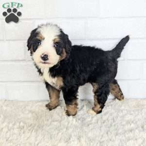 Cooper, Mini Bernedoodle Puppy