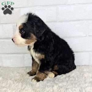 Cooper, Mini Bernedoodle Puppy