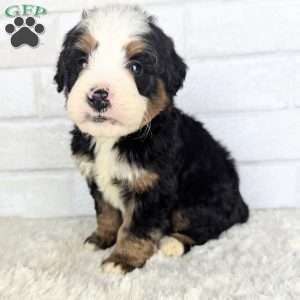 Cooper, Mini Bernedoodle Puppy