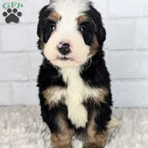 Cooper, Mini Bernedoodle Puppy