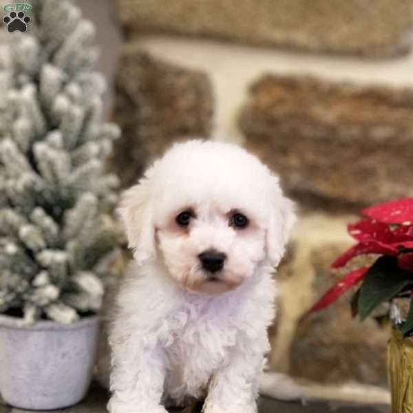 Lightning, Bichon Frise Puppy