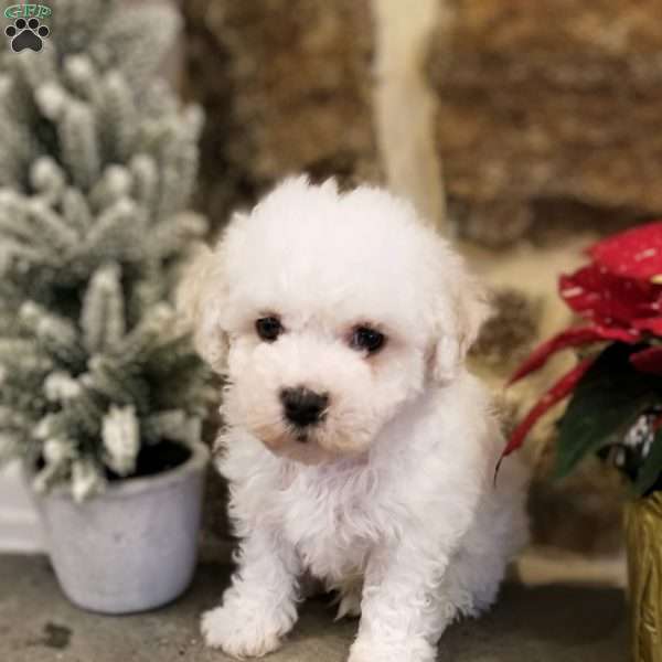 Leo, Bichon Frise Puppy