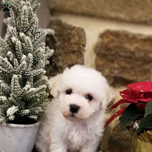 Leonard, Bichon Frise Puppy