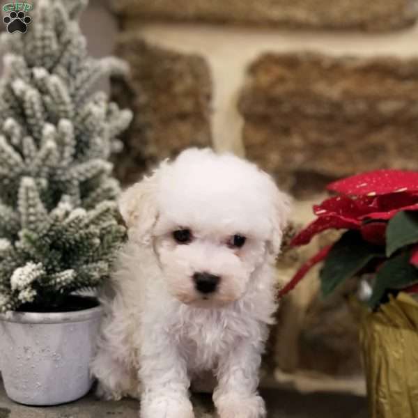 Lincoln, Bichon Frise Puppy