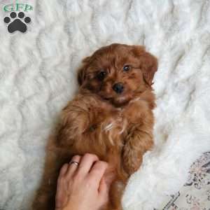 Cole F1B, Cavapoo Puppy