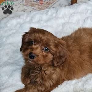 Cole F1B, Cavapoo Puppy