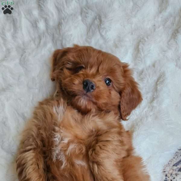 Cole F1B, Cavapoo Puppy