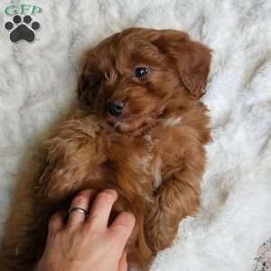 Cole F1B, Cavapoo Puppy