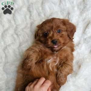 Cole F1B, Cavapoo Puppy