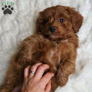 Cole F1B, Cavapoo Puppy