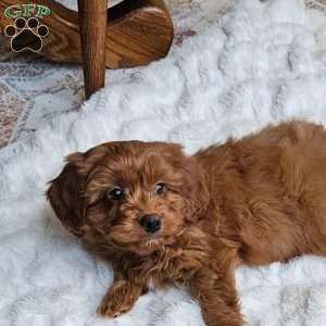 Cole F1B, Cavapoo Puppy