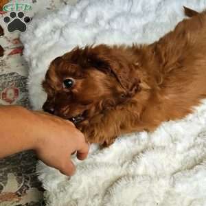 Cole F1B, Cavapoo Puppy