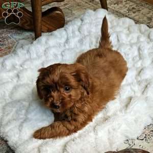 Cole F1B, Cavapoo Puppy