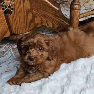 Cole F1B, Cavapoo Puppy