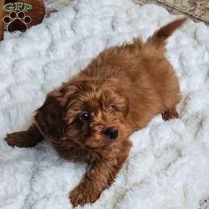 Cole F1B, Cavapoo Puppy