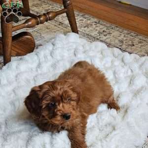 Cole F1B, Cavapoo Puppy