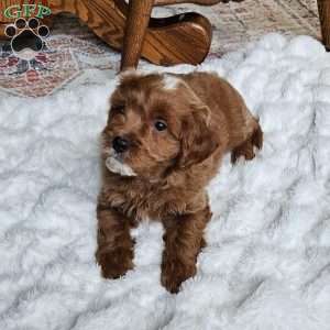 Comet F1B, Cavapoo Puppy