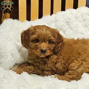 Cole F1B, Cavapoo Puppy