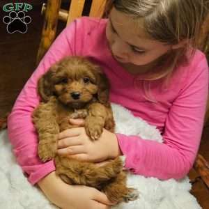 Cole F1B, Cavapoo Puppy