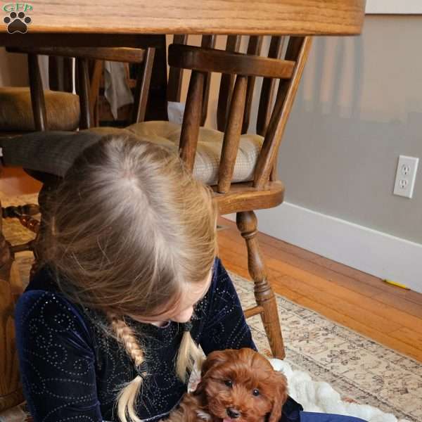 Cinnamon F1B, Cavapoo Puppy