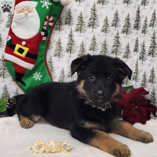 Lulu, German Shepherd Puppy