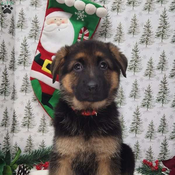 Freya, German Shepherd Puppy