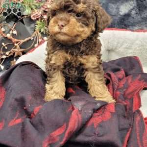 Rocky, Cavapoo Puppy