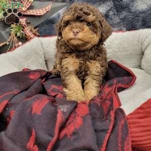 Rocky, Cavapoo Puppy